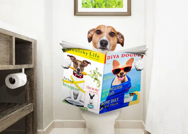 best indoor dog potty for large dogs