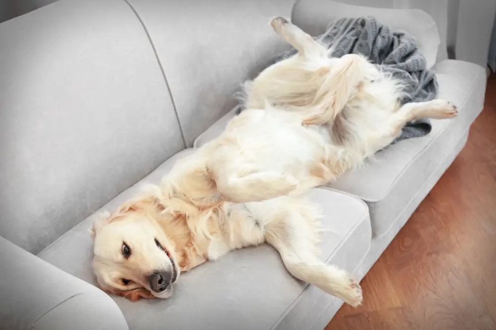 best couch covers for dogs