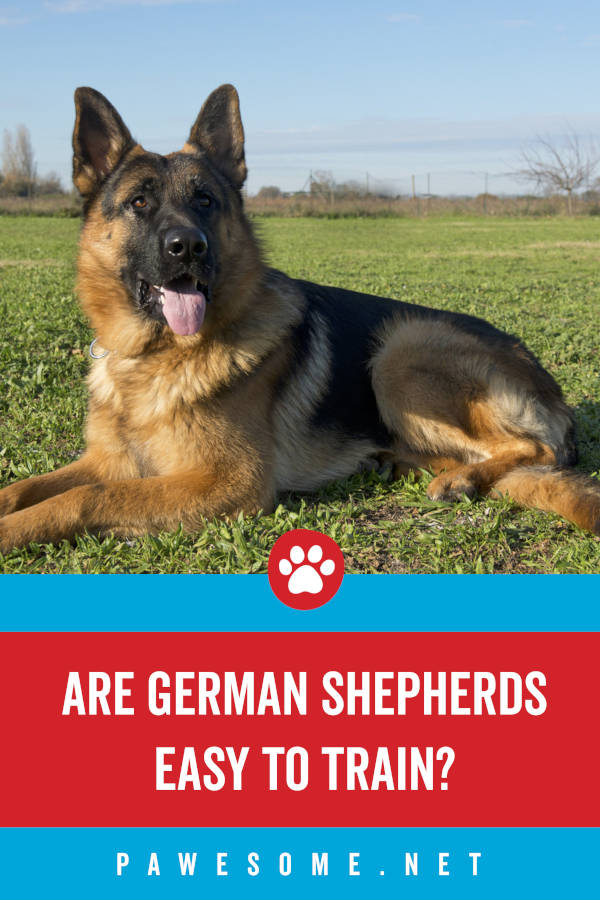 how to train a german shepherd