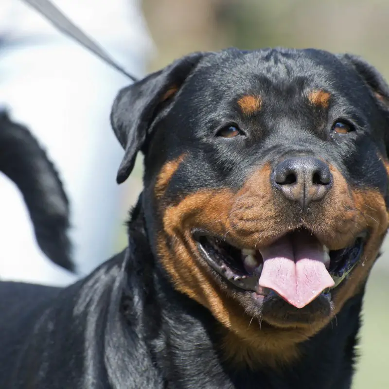 Are Rottweilers Good With Kids and Babies?