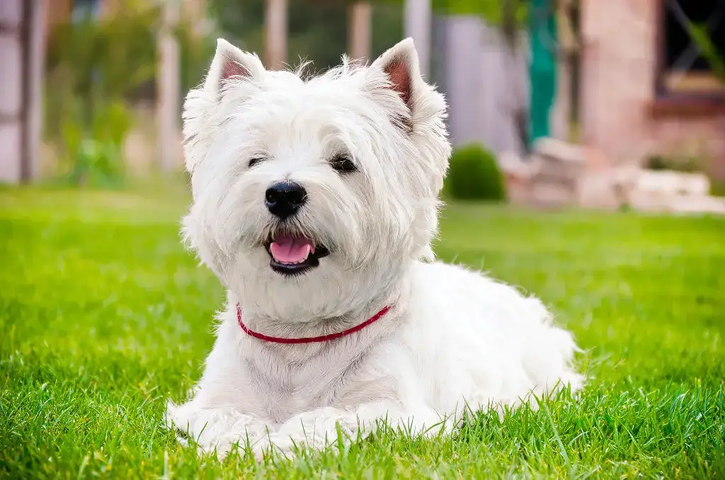 why is my west highland terrier shedding