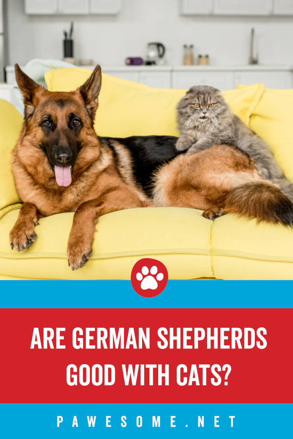 are german shepherds ok with cats