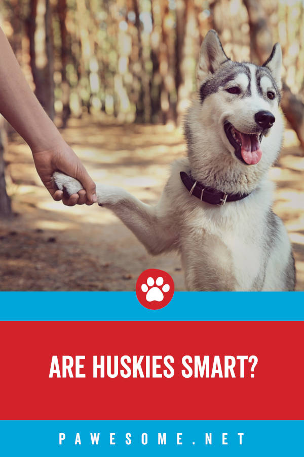 are huskies dumb or smart