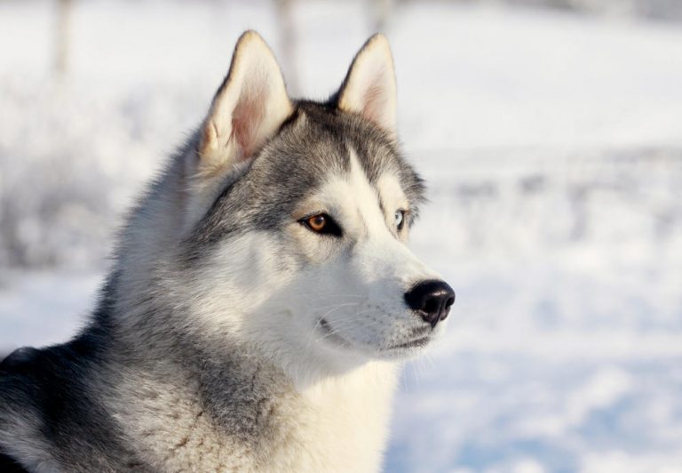 Can Huskies Have Brown Eyes Eye Color Info Q A