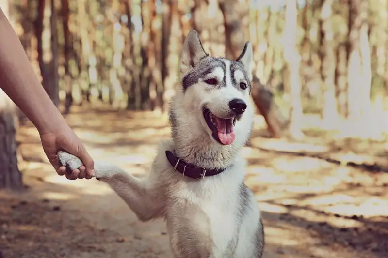 Are Huskies Smart? What to Know About This Independent Dog