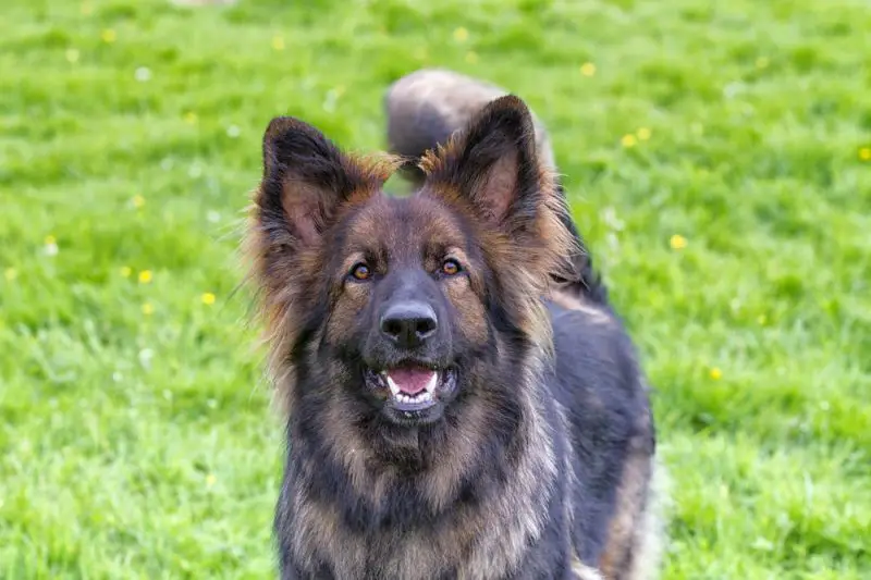 Do German Shepherds Bark a Lot? - Pawesome