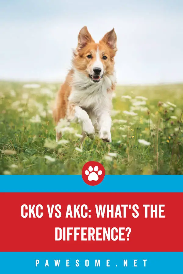 Difference between akc and ckc