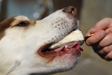 can dogs use hand salve