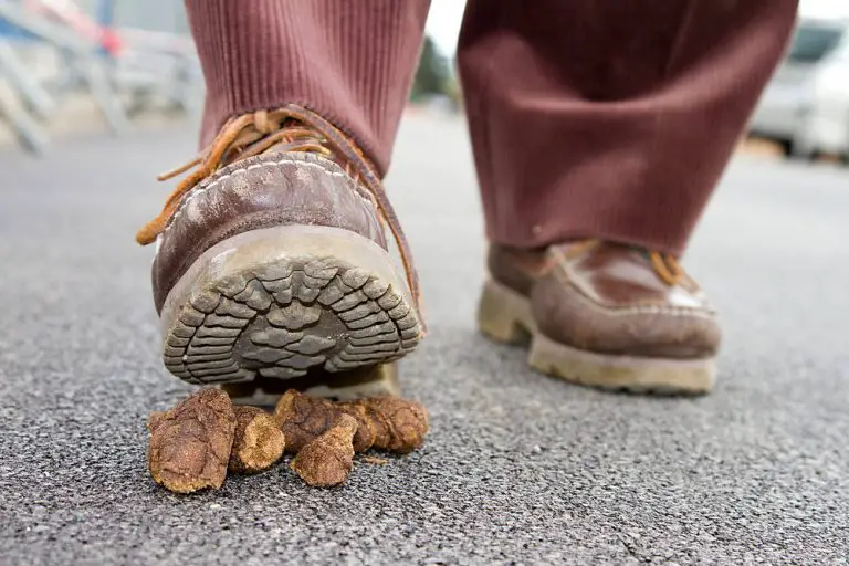 How to Clean Dog Poop Off Shoes (7 Ways)