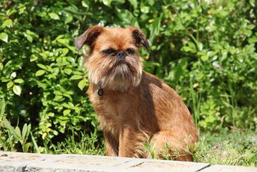 what dog breeds have long black eyelashes