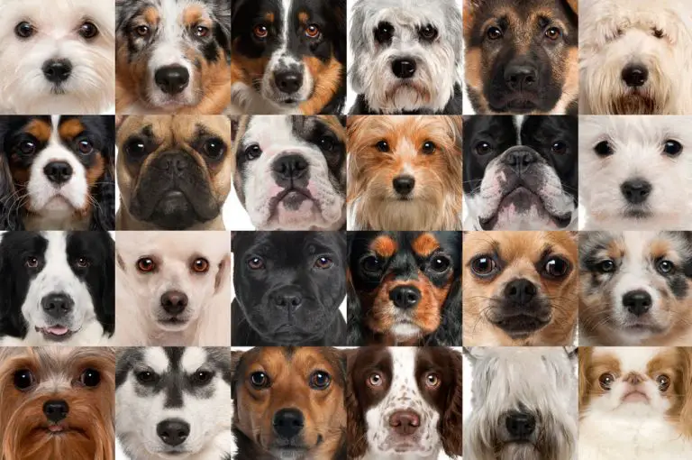 How Many Dog Breeds Are There In The World 