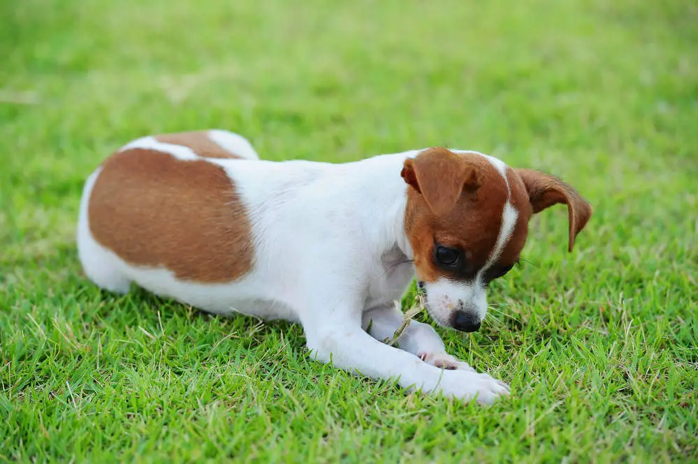 Why Do Dogs Eat Grass Frantically What It Is What To Do 