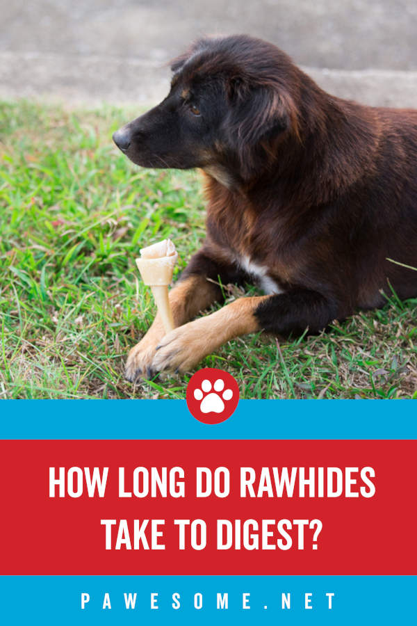 does rawhide dissolve in a welsh sheepdogs stomach