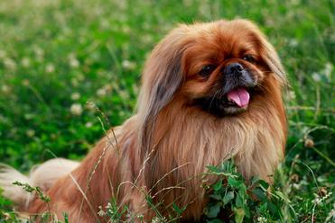 what breed of dog looks like an ewok