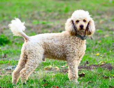 can poodles have webbed feet