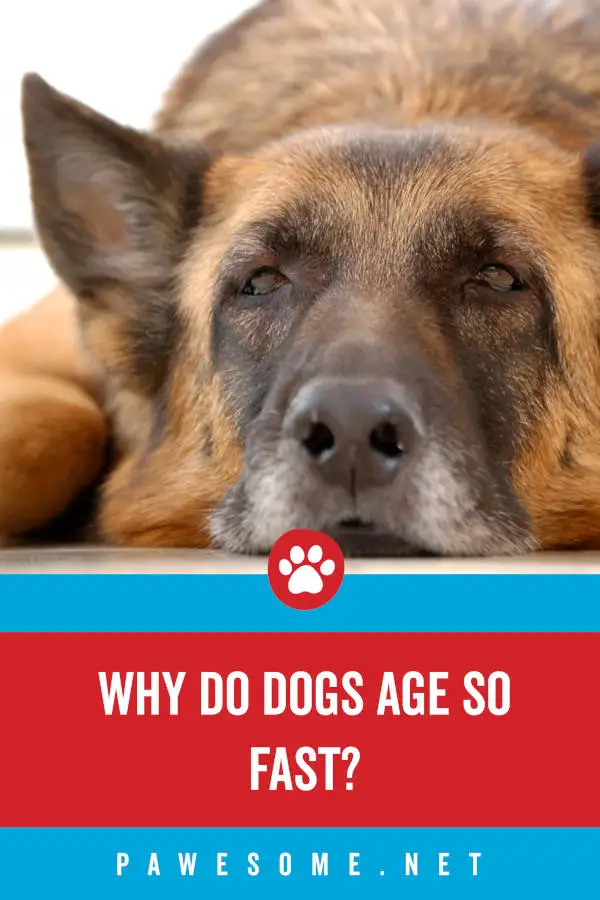 Why do dogs age so rapidly