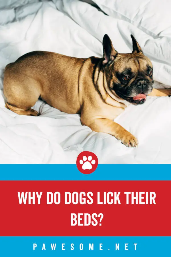 Why do dogs lick before going to sleep