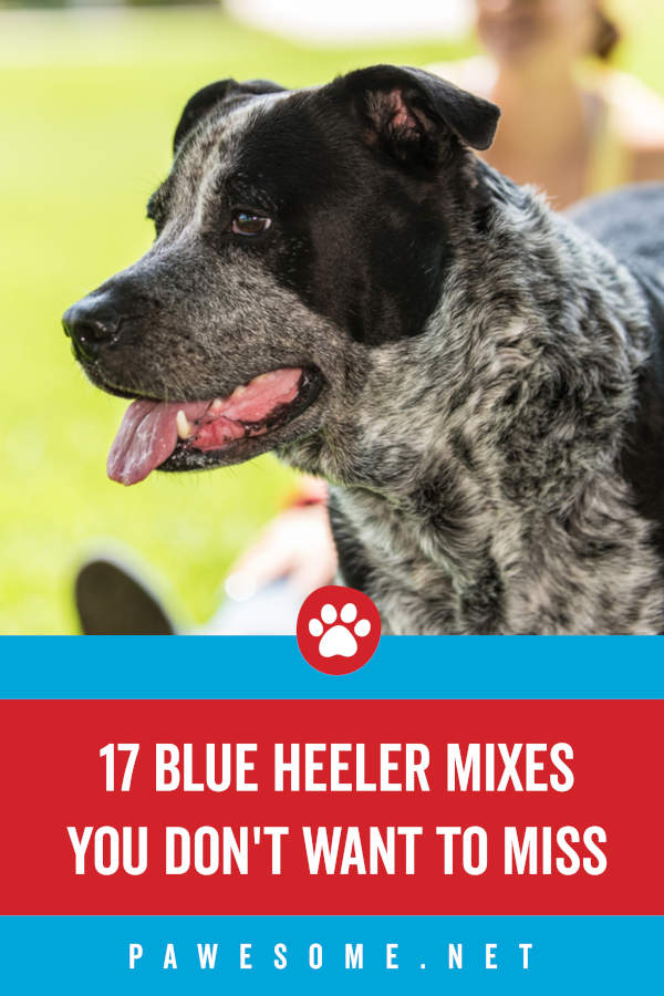 are blue heeler and husky mix good breed