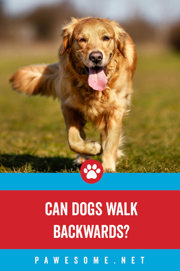 what causes a dog to walk sideways