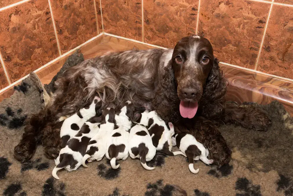 when should you pick a puppy from a litter