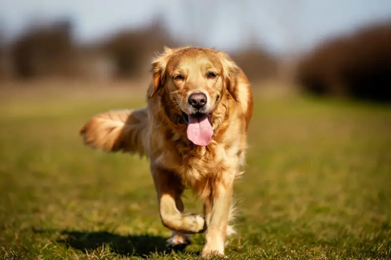 Can Dogs Walk Backwards? (4 Reasons Why + Tips)