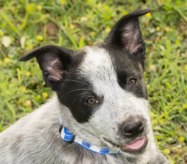 17 Top Blue Heeler Mix Breeds (Australian Cattle Dog Mixes)