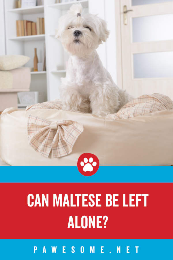 can maltese be left alone