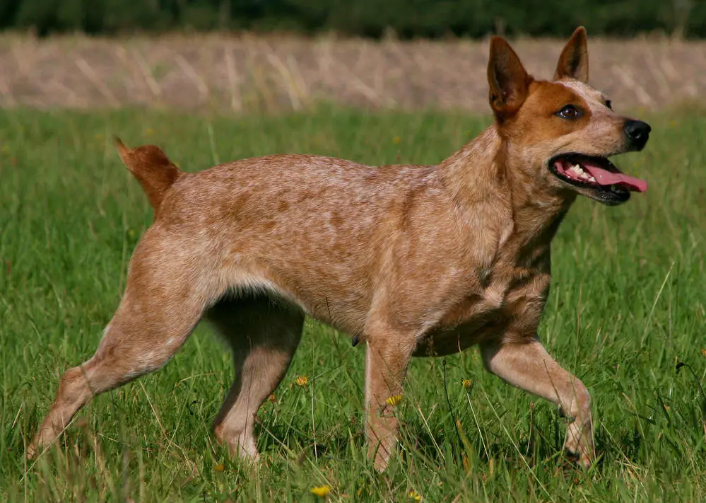 15 Amazing Dog Breeds Born Without Tails with Pictures 