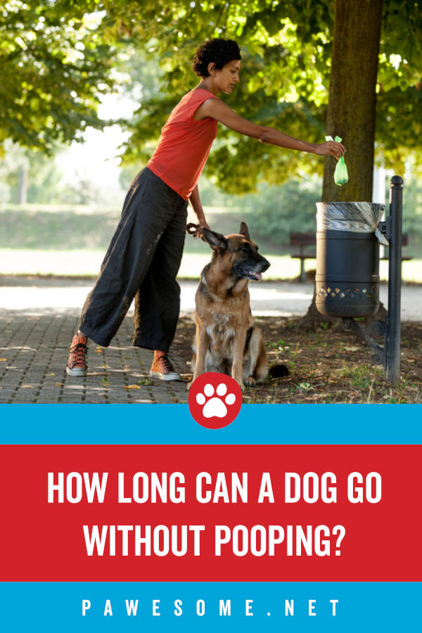 how long can dog go without pooping