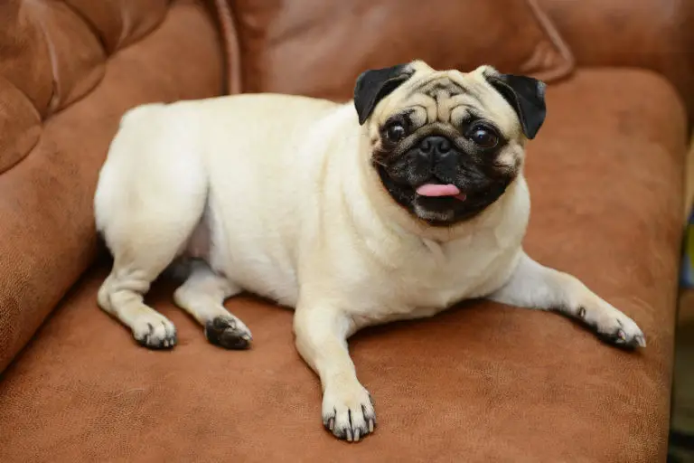 What Were Pugs Bred For? (From Pug Origin To Today)