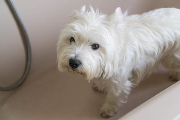 how often do you bathe westies