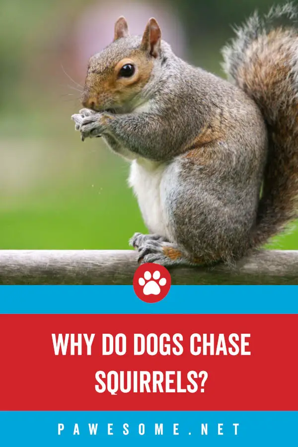 Why Do Dogs Chase Squirrels?