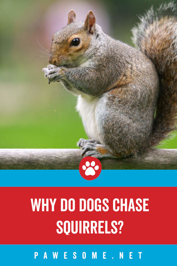 why do dogs go crazy for squirrels