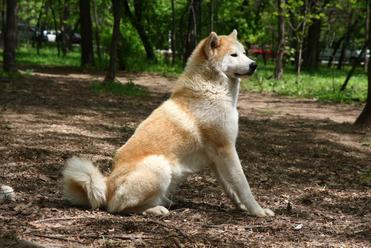 12 Dogs With Pointy Ears — Dog Breeds With Bat Ears