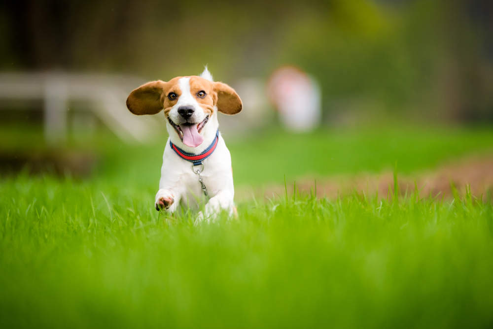 beagle running speed