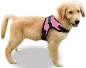 Copatchy No Pull Adjustable Dog Harness