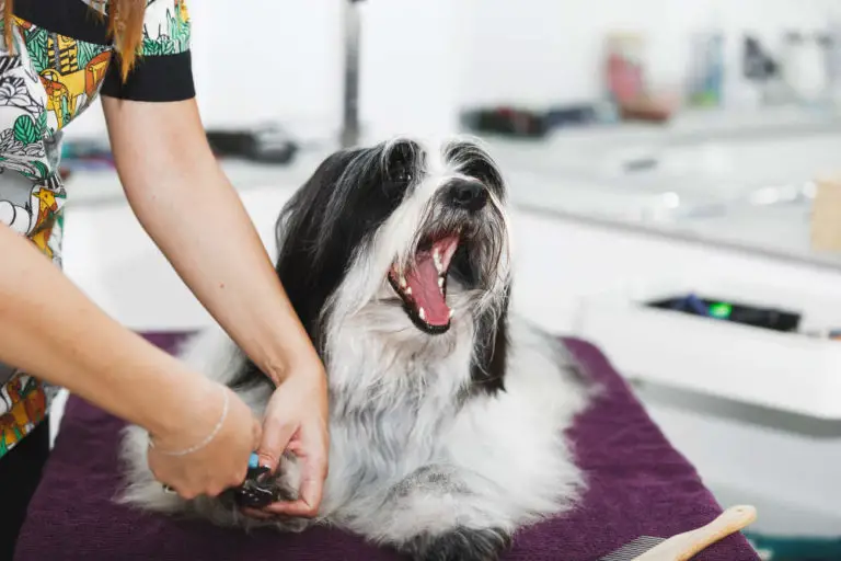 Can You Use Human Nail Clippers on Dogs? (Tips + Video)