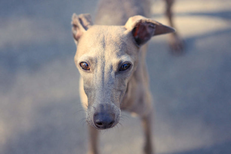 Greybull Pit (Greyhound Pitbull Mix) History, Temperament & More