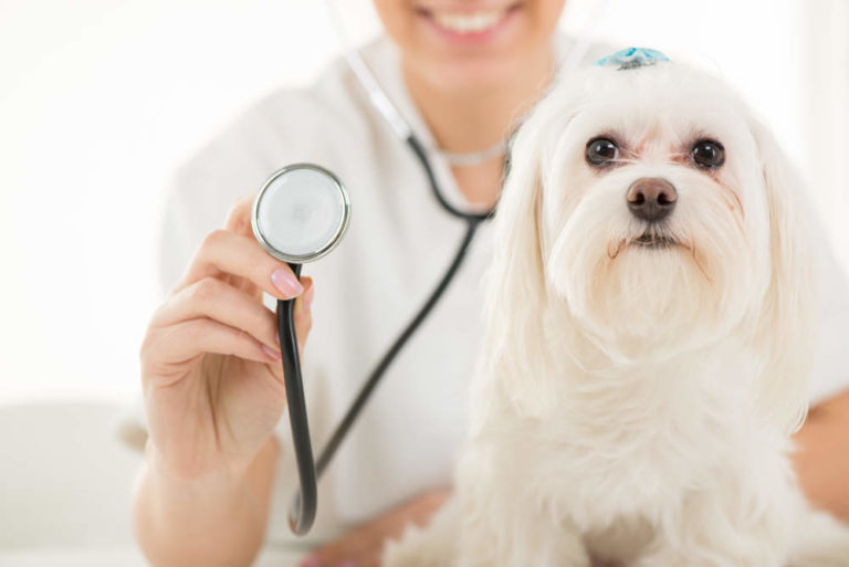 9 Common Maltese Health Issues To Watch Out For   Maltese Getting Health Checkup 768x513 