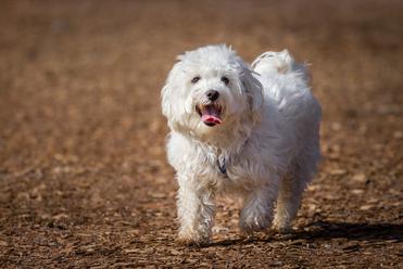 what is the temperament of a maltese dog