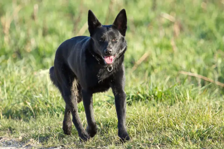 Top 18 Dog Breeds with Pointy Ears (aka Bat Ears w/ Pics)