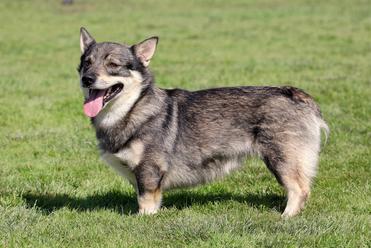 12 Dogs With Pointy Ears — Dog Breeds With Bat Ears