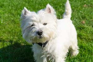 Westie posing for the camera in the grass