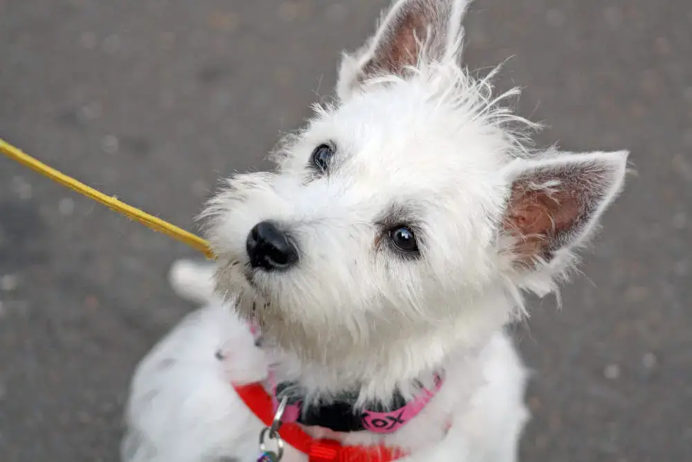 can westies be left home alone