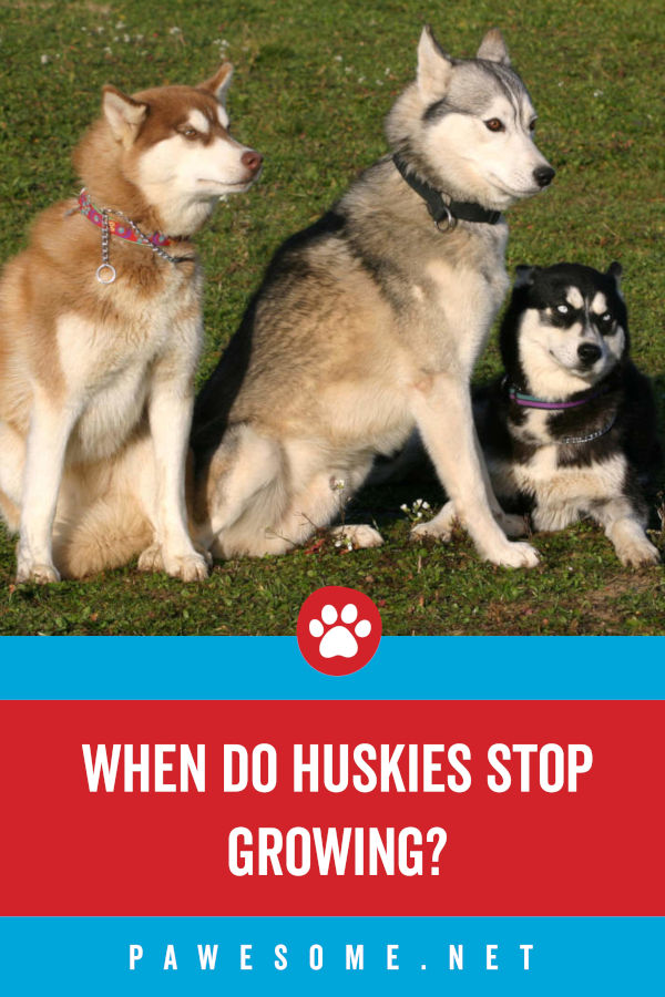 how long do huskies continue to grow