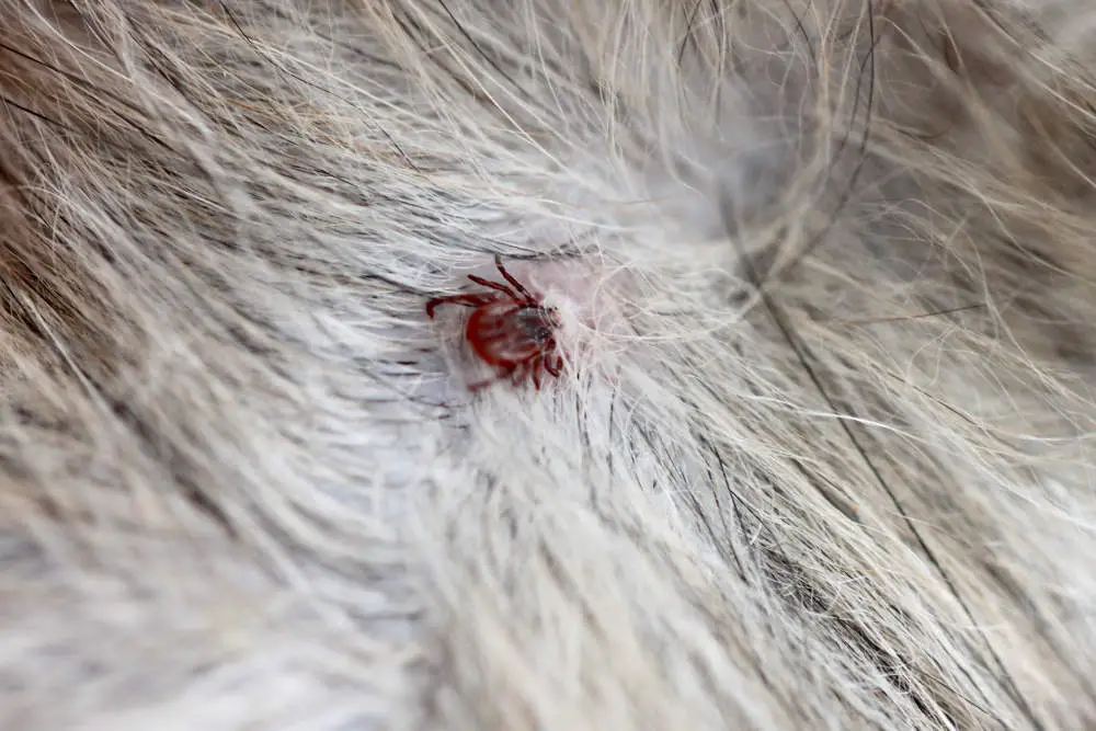 Can Dogs Get Rabies From Ticks? (No, Here's Why...)