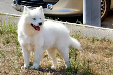 Top 15 Dog Breeds That Look Like Huskies W Pictures