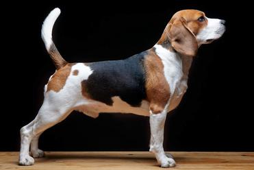 are beagles disobedient