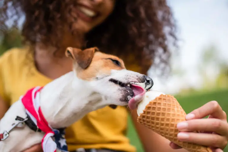 can-dogs-eat-vanilla-ice-cream-health-risks-alternatives