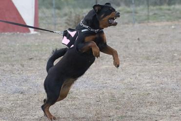 how do you train a rottweiler to guard a dog